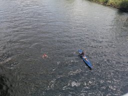 Mainschwimmen Juni 2026